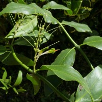 Dendrophthoe falcata (L.f.) Ettingsh.